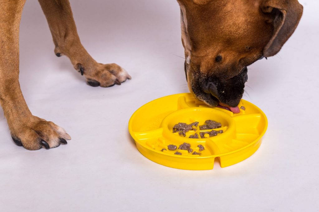 Cachorro comendo alimento úmido no comedouro Funcional da Petiko