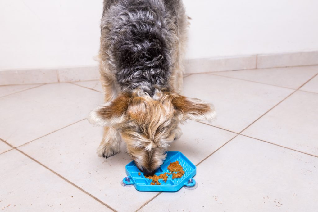 Cachorro comendo alimento úmido no comedouro Lambe Lambe da Petiko