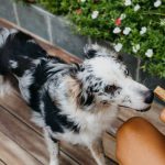 Cachorro Border Collie preto e branco ganhando petisco Caninos de sua tutora em um ambienta ao ar livre com piso de madeira e plantas