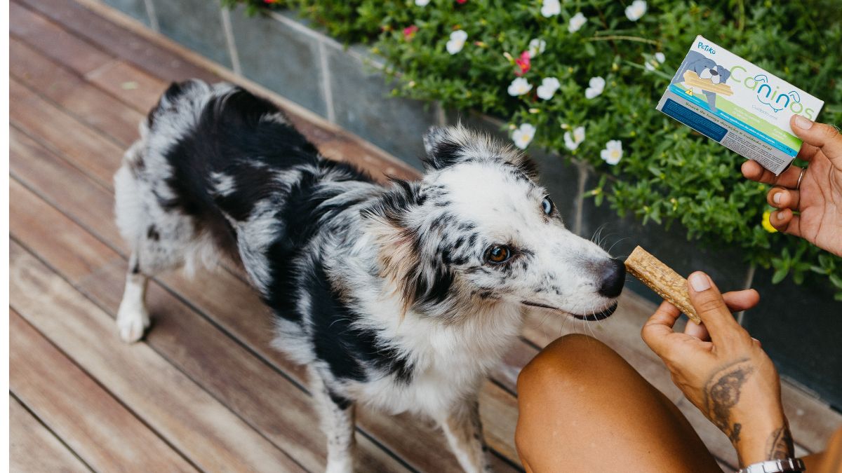 Caninos: o snack da Petiko que cuida da saúde bucal dos pets