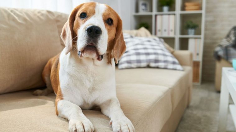 Cachorro da raça Beagle deitado em um sofá