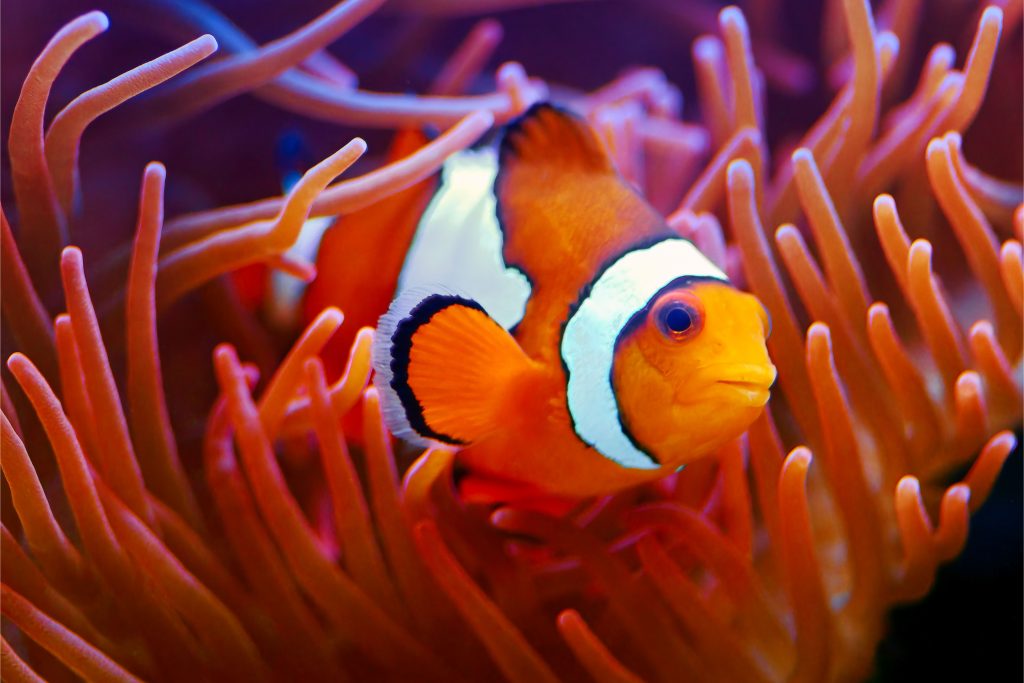 Peixe-palhaço no fundo do mar em meio a corais na cor laranja