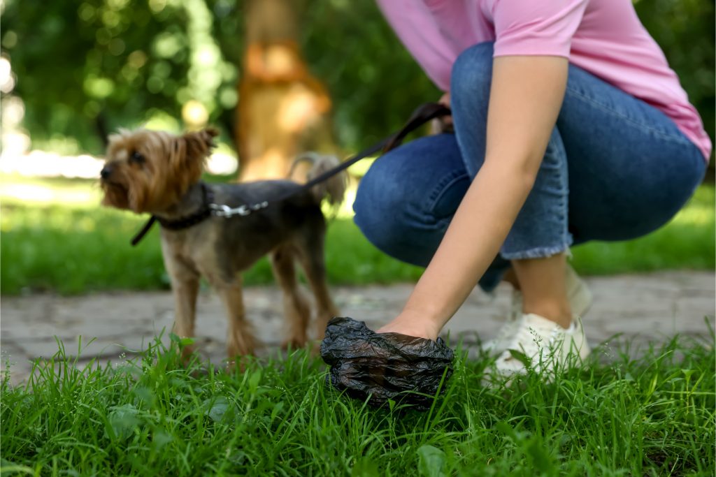 Tutora recolhendo fezes do seu cachorro no parque usanco um saquinho cata caca