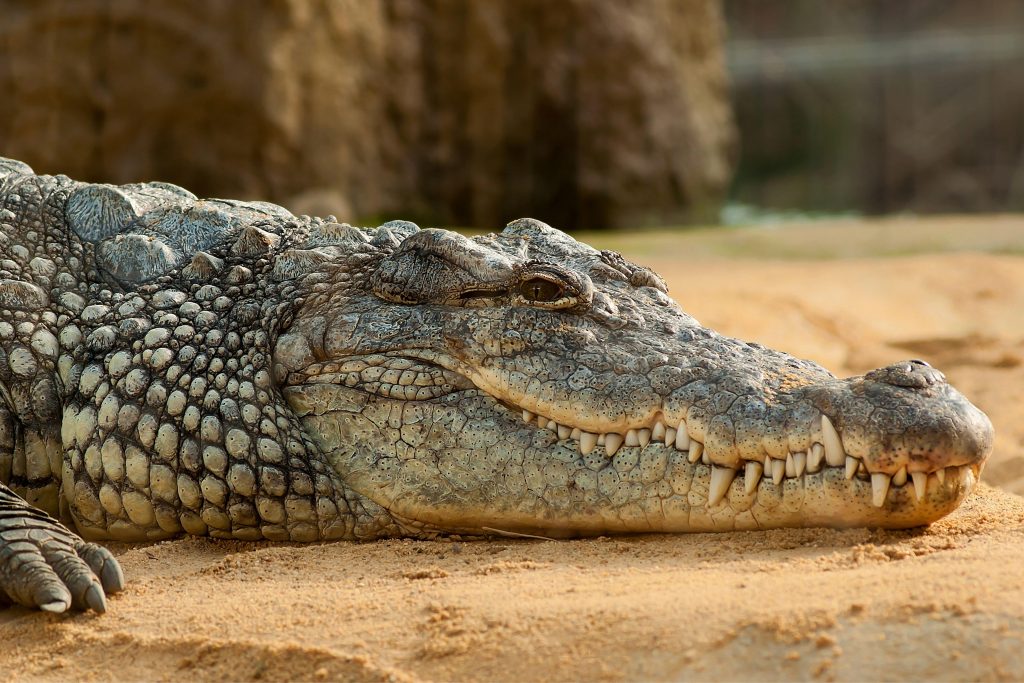 Foco no rosto de um crocodilo que está deitado na areia