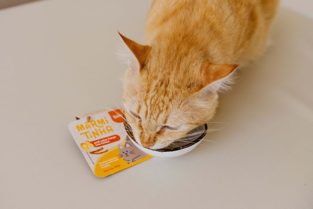 Gato amarelo comendo alimento úmido Marmitinha enviado no BOX.Petiko