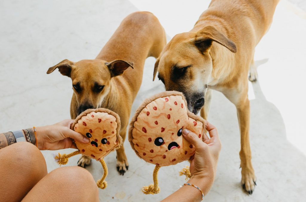 Cães caramelos brincando com diferentes tamanhos dos brinquedos de pelúcia em formato de cookie enviados no BOX.Petiko