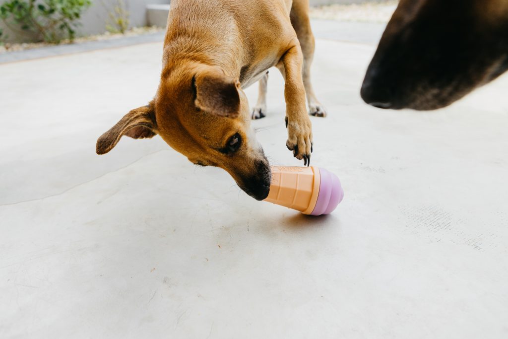 Cachorro caramelo brincando com Pet Cream, o brinquedo recheável enviado no BOX.Petiko