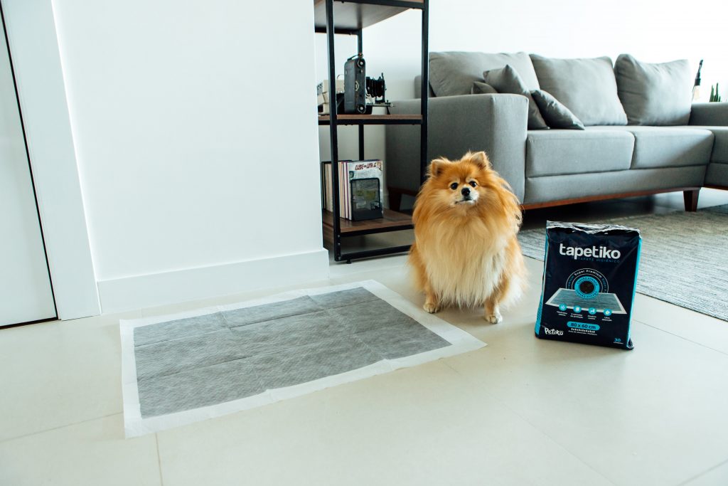 Cachorro Spitz Alemão (Lulu da Pomerânia) sentado na sala de sua casa, ao lado do Tapetiko, o tapete higiênico da Petiko