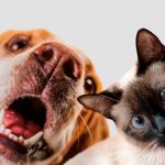 Foto com foco no rosto de um cachorro e de um gato