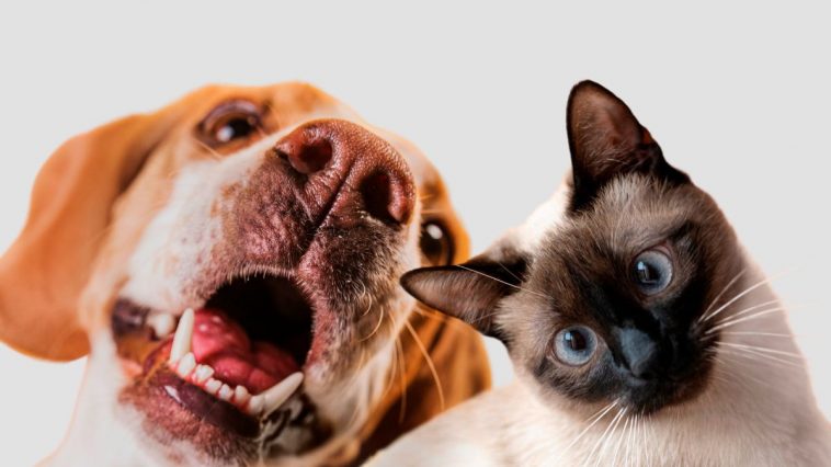 Foto com foco no rosto de um cachorro e de um gato