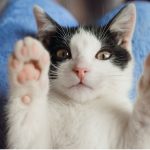 Gato frajola, preto e branco, deitado no colo de uma pessoa, de barriga para cima com as patas para cima