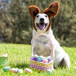 Cachorro sentado na grama, ao ar livre, com fantasia de coelho da Páscoa unto com uma cesta de ovos