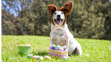 Cachorro sentado na grama, ao ar livre, com fantasia de coelho da Páscoa unto com uma cesta de ovos