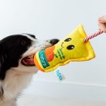 Cachorro preto e branco brincando de cabo de guerra com seu tutor usando um brinquedo de pelúcia em formato de suco