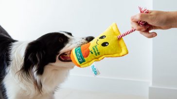 Cachorro preto e branco brincando de cabo de guerra com seu tutor usando um brinquedo de pelúcia em formato de suco