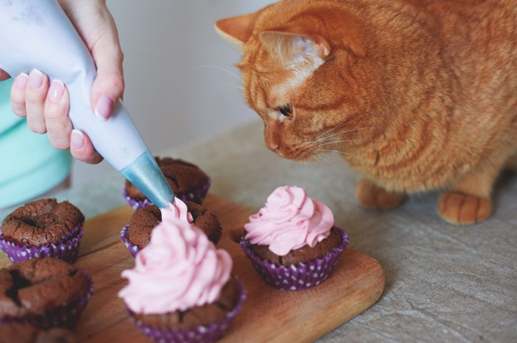 Gato laranja observando sua tutora colocar glacê rosa em cima de cupcackes de chocolate