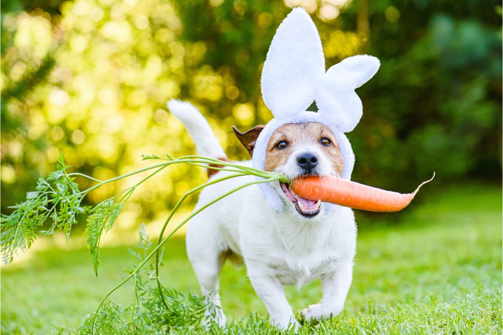 Cachorro Jack Russel correndo na grama, ao ar livre, com fantasia de coelho da Páscoa e segurando uma cenoura com a boca