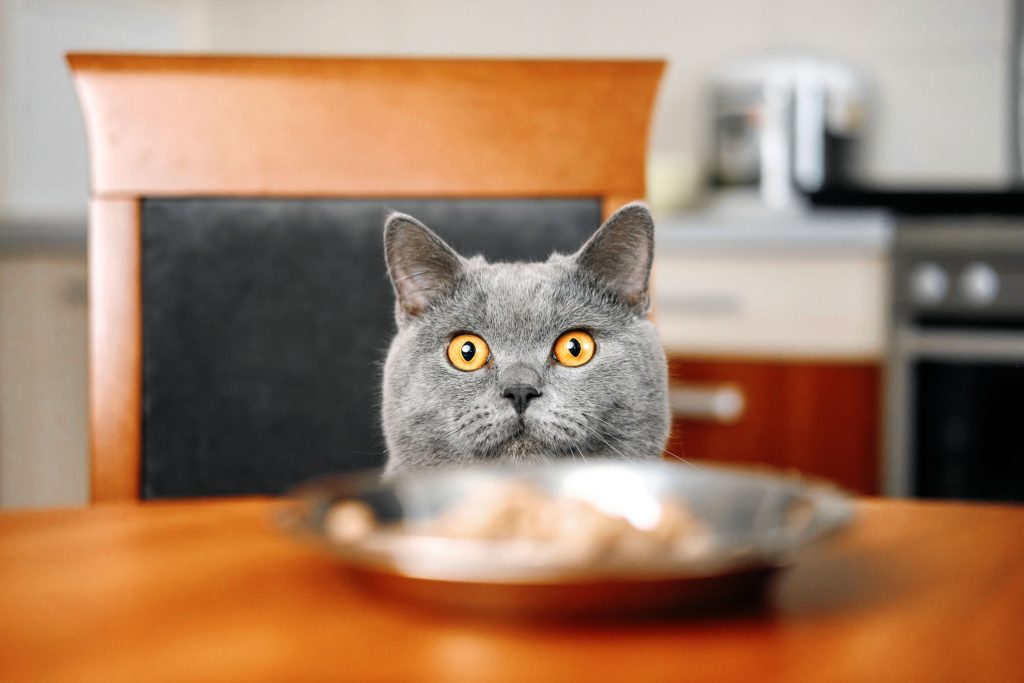 Gato cinza sentado em uma cadeira de madeira, na cozinha, observando um prato de comida