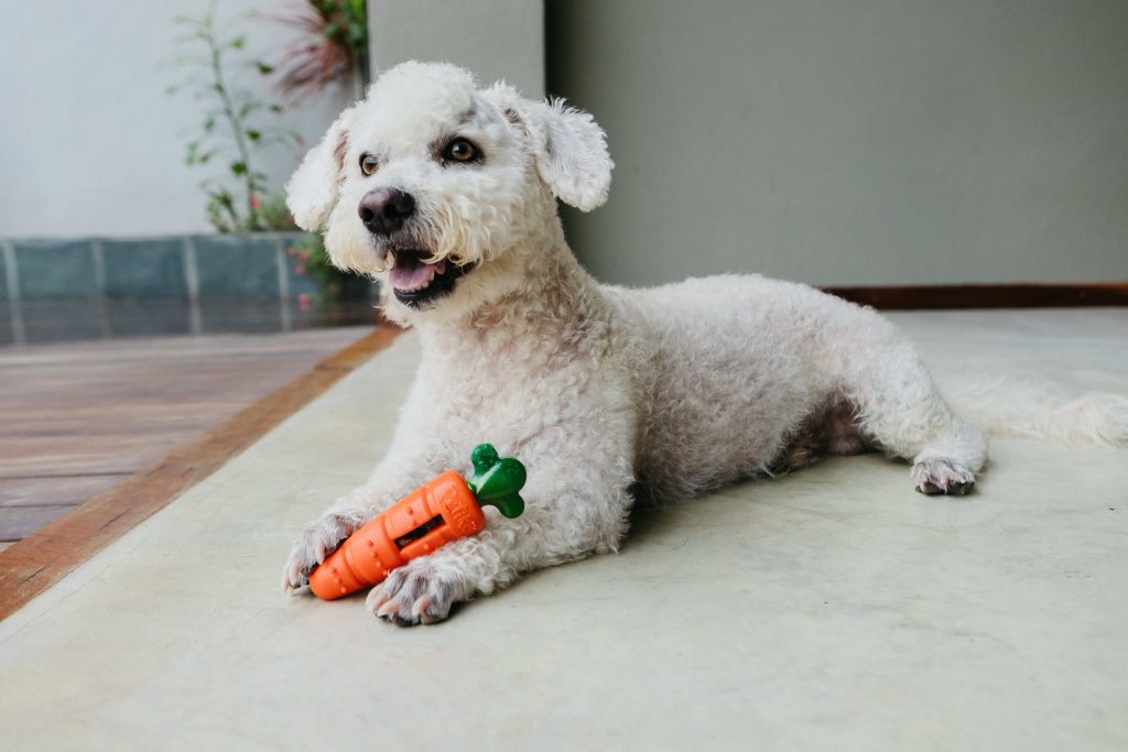 Cachorro Poodle deitado com um brinquedo mordedor em formato de cenoura 