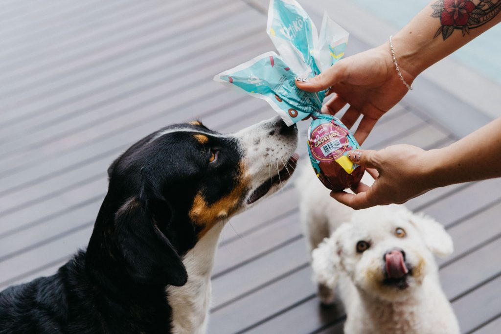 Dois cachorros em um deck cheirando um ovo de Páscoa especial para pets