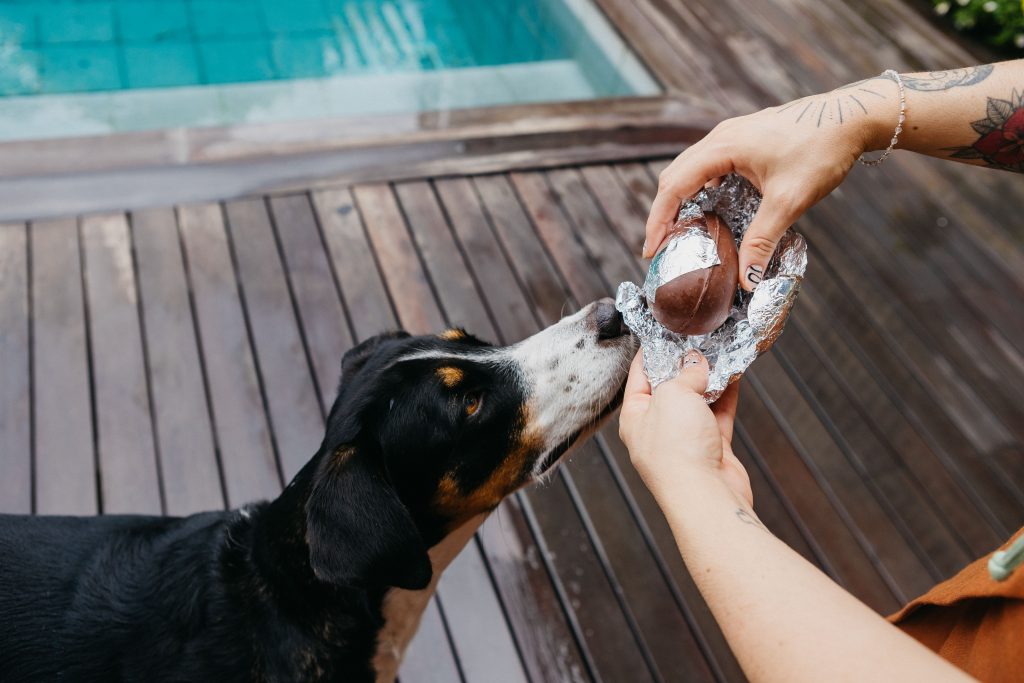 Cachorro em um deck, em frente à piscina, cheirando o ovo de Páscoa feito especialmente para pets