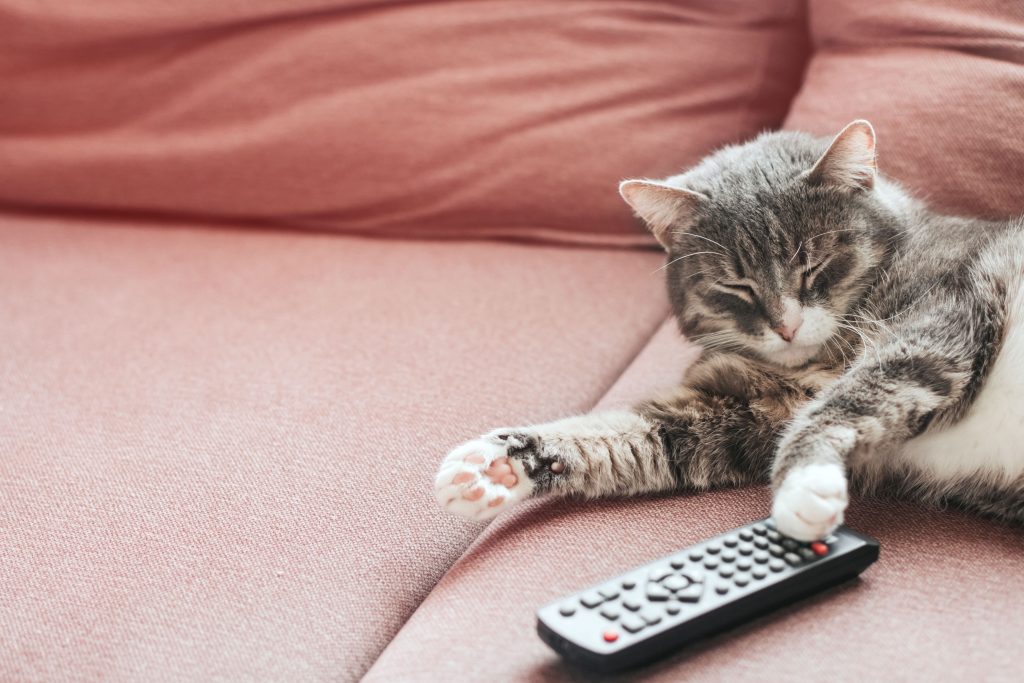 Gato cinza deitado em cima de um sofá coral, tirando um cochilo, com uma das patas apoiada no controle remoto da televisão