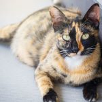 Gato tricolor gestante deitado no chão