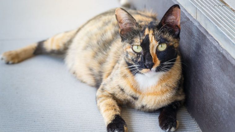 Gato tricolor gestante deitado no chão