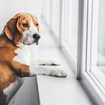 Cachorro da raça Beagle de pé, apoiando no batente, olhando pela janela esperando pelo seu tutor, pois está com ansiedade de separação