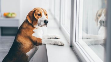 Cachorro da raça Beagle de pé, apoiando no batente, olhando pela janela esperando pelo seu tutor, pois está com ansiedade de separação