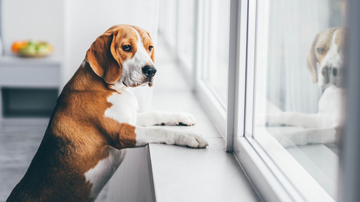 5 dicas para diminuir a ansiedade de separação em cães