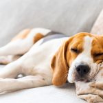 Cachorro da raça Beagle dormindo em cima do sofá