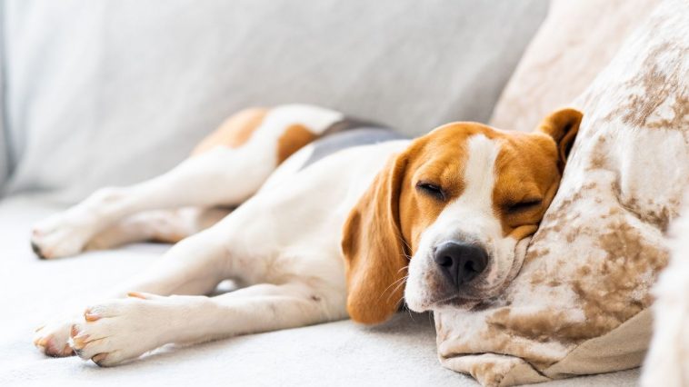 Cachorro da raça Beagle dormindo em cima do sofá