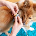 Cachorro da raça Spitz Alemão (Lulu da Pomerânia) sendo medido por sua tutora