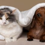 Gato tricolor e cachorro da raça Dachshund junto debaixo de uma coberta branca