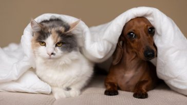 Gato tricolor e cachorro da raça Dachshund junto debaixo de uma coberta branca