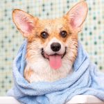 Cachorro da raça Corgi, após tomar banho em casa, enrolado em uma toalha azul