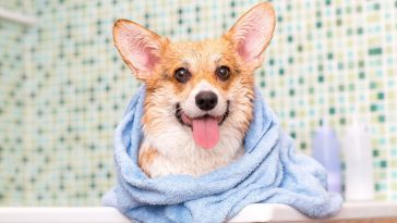 Cachorro da raça Corgi, após tomar banho em casa, enrolado em uma toalha azul