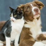Cachorro de pelagem marrom e branca olhando para cima e gato de pelagem preto e branco olhando para o lado, enquanto estão juntos