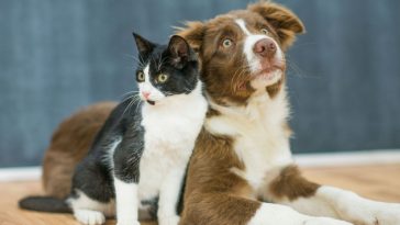 Cachorro de pelagem marrom e branca olhando para cima e gato de pelagem preto e branco olhando para o lado, enquanto estão juntos