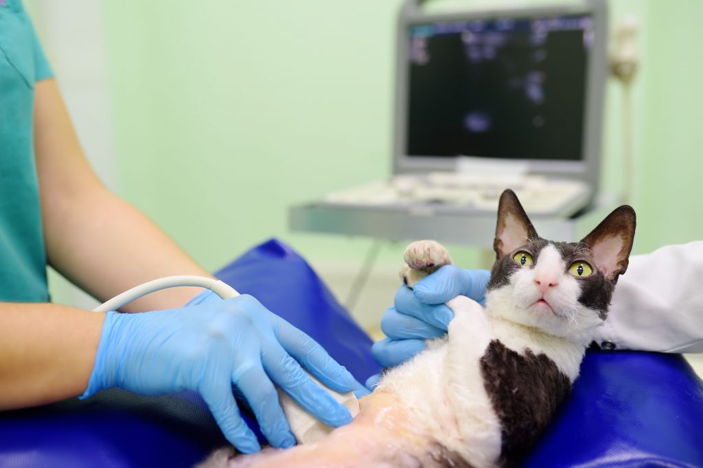 Gato preto e branco deitado de barriga para cima fazendo ultrassom em clínica veterinária