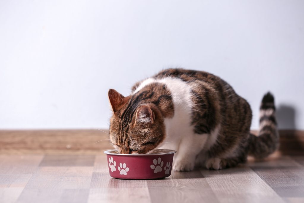 Gato branco e marrom comendo em um pode cor de vinho