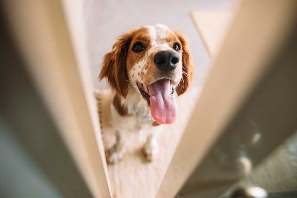 Cachorro com pelagem branca e marrom, com a boca aberta e a língua de fora, olhando pela fresta da porta de sua casa