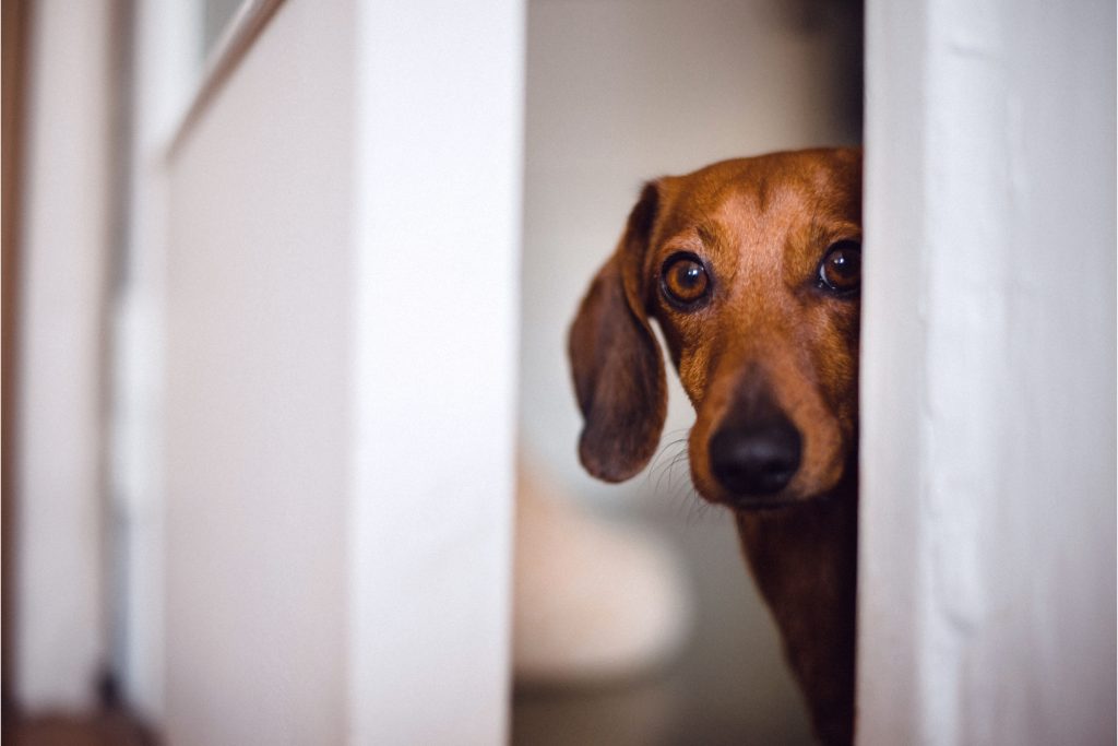 Cachorro salsicinha (raça Dachshund) olhando através dsa fresta da porta de sua casa
