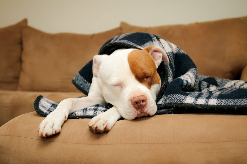 Cachorro da raça Pitbull, de pelo branco e marrom, dormindo em cima de um sofá coberto com uma manta xadrez