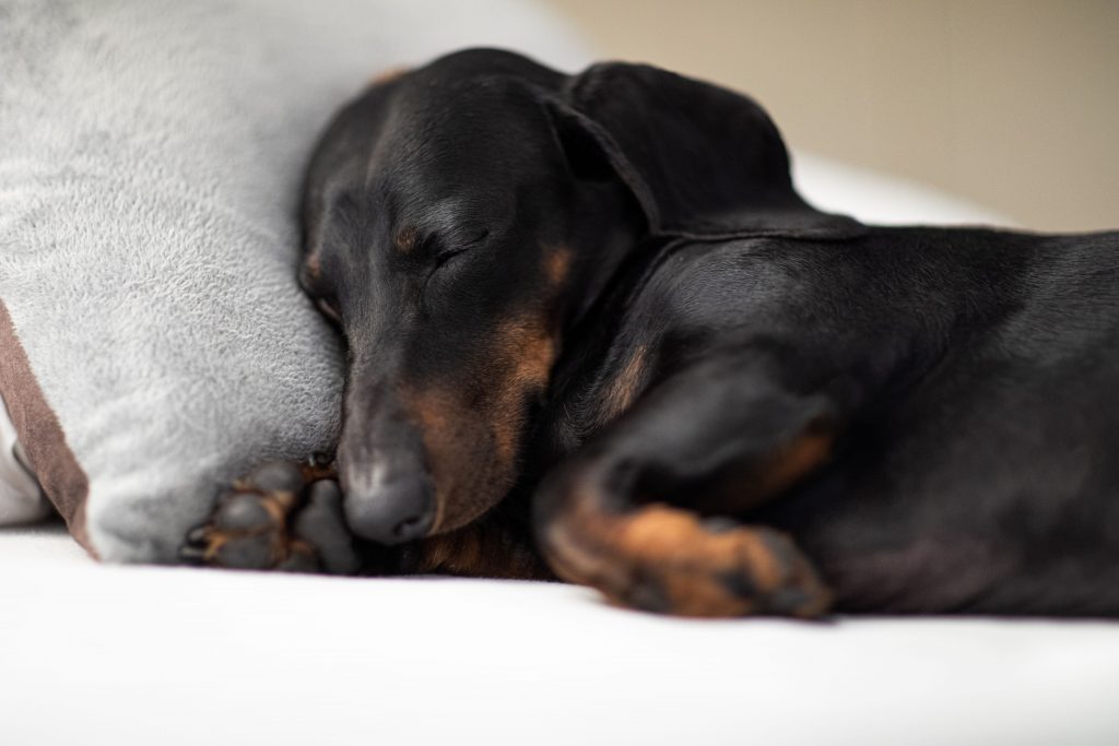 Cachorro salsichinha (raça Dachshund) com a pelagem preta dormindo na cama encostado em um travesseiro