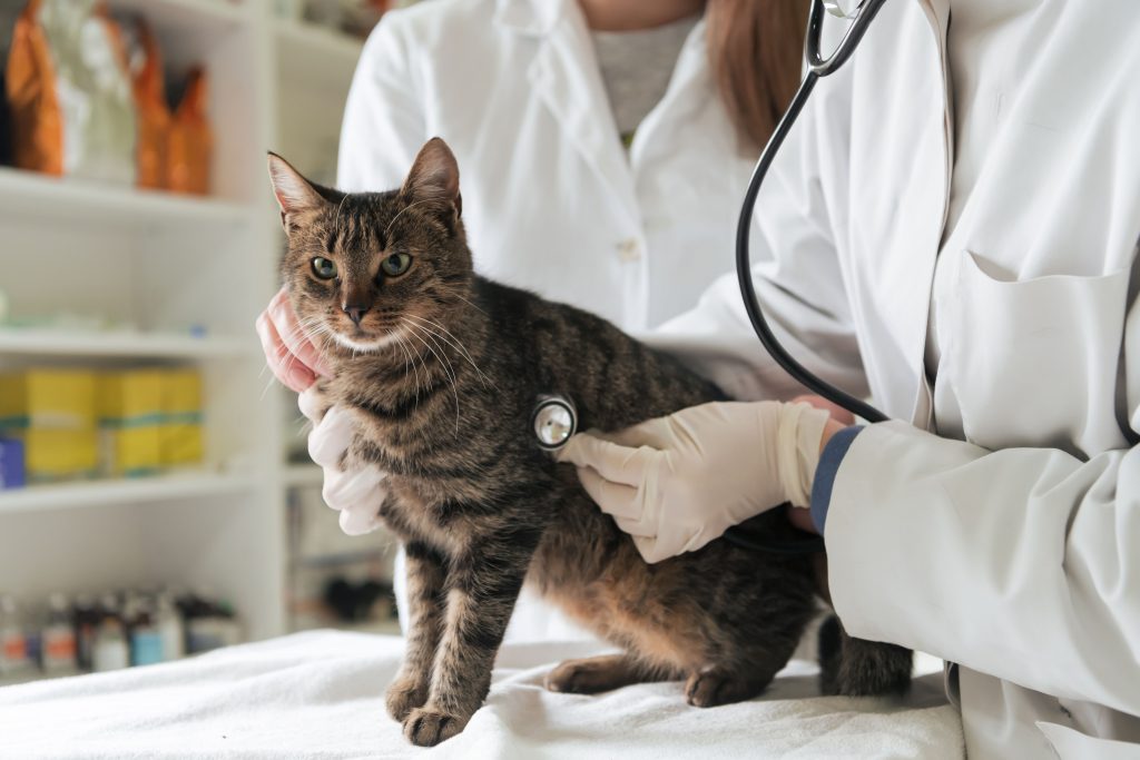 Gato rajado sentado na maca em consulta com dois médicos veterinários que estão lhe examinando