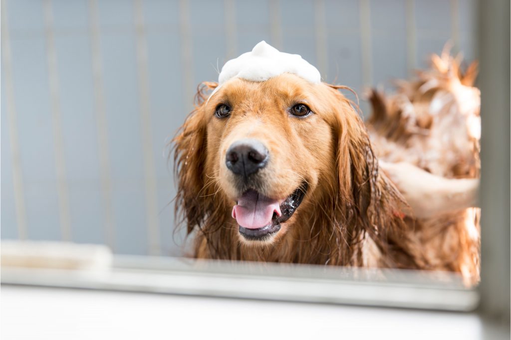 Cachorro da raça Golden Retriever tomando banho em uma banheira em casa, com espuma na sua cabeça