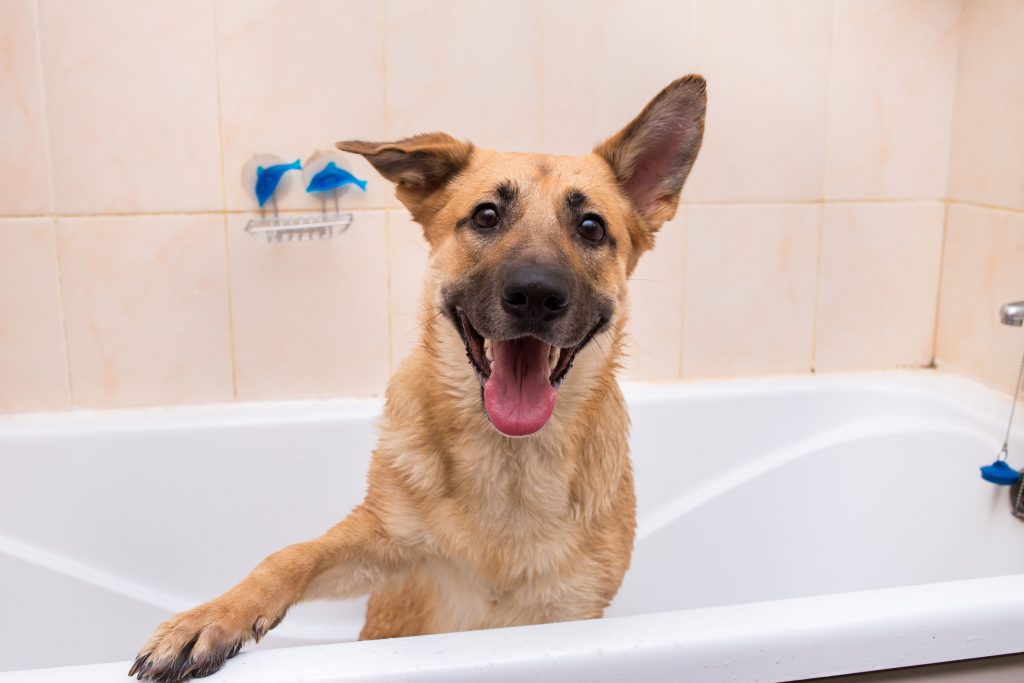 Cachorro vira-lata amarelo, tomando banho em casa dentro de uma banheira