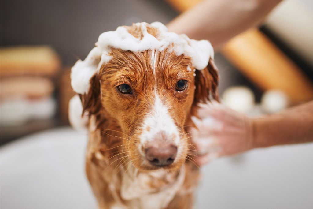 Cachorro vira-lata tomando banho em casa, com espuma na cabeça